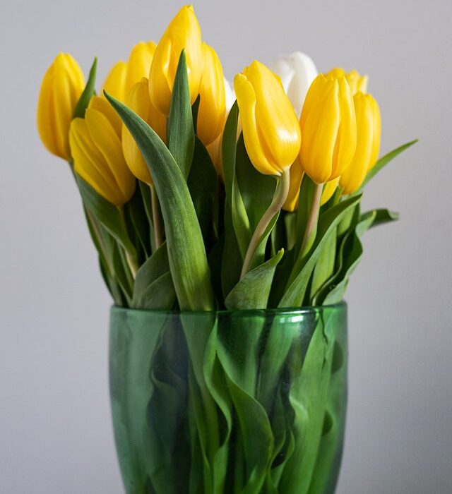 tulipani