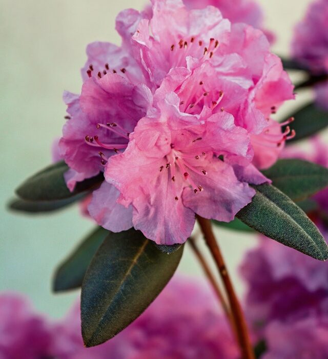 azalea