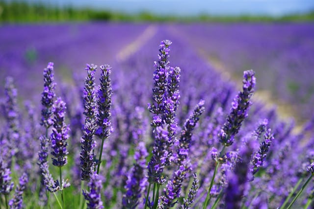 pianta di lavanda