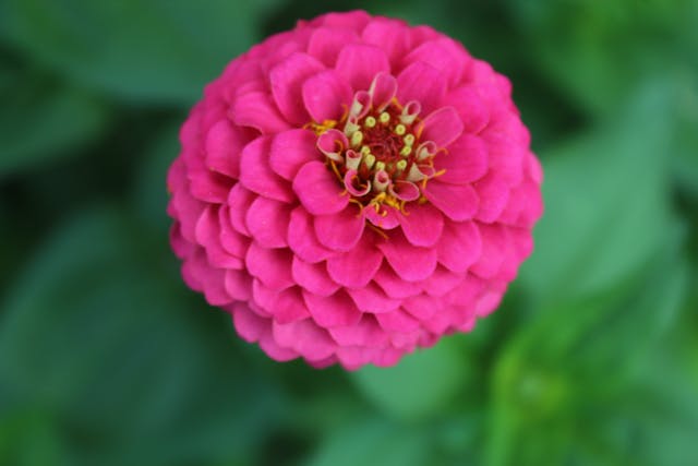 la zinnia