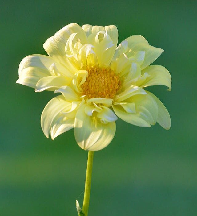 fiori per la festa della donna a distanza
