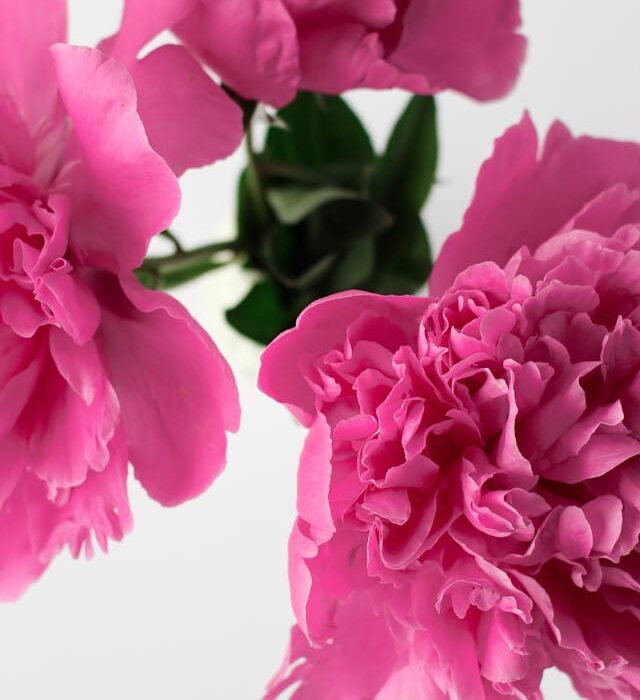 quali sono i fiori più comuni da regalare