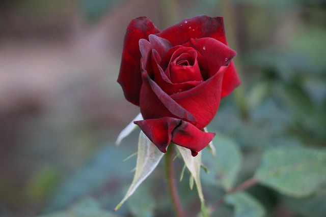 quante rose regalare a una donna